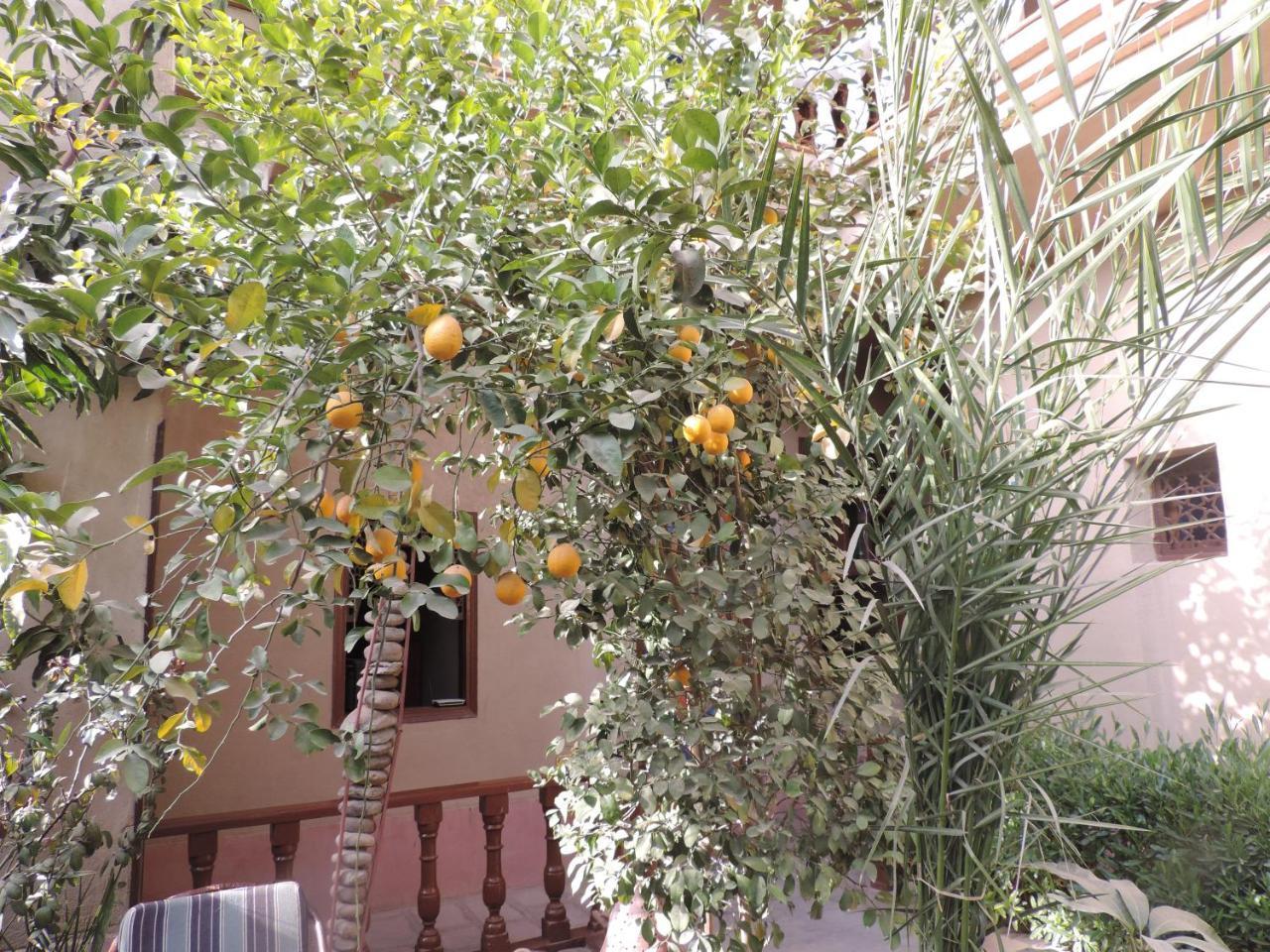 Villa Nile House Luksor Dış mekan fotoğraf